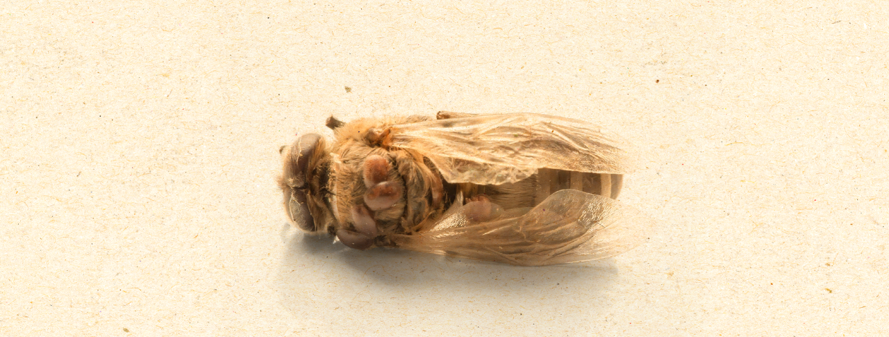 Varroa Akarları - Nedir, Belirtileri ve Zararları