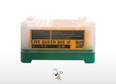 Ana Arı Taşıma Kutusu - Toplu